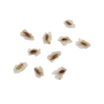 Paulownia Cesarska – Nasiona