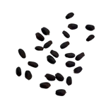 Bazylia Właściwa – Nasiona