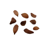 Drzewko Truskawkowe – Nasiona