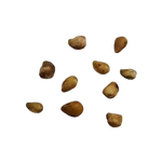 Truskawka – Nasiona