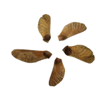 Klon Palmowy – Nasiona