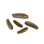 Płomień Afryki – Nasiona