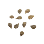 Black Cherry – Nasiona