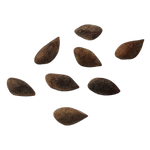 Świerk Srebrny – Nasiona