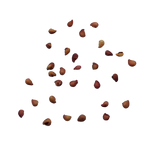 Poziomka – Nasiona