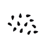 Muchołówka – Nasiona