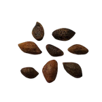 Sosna Japońska – Nasiona