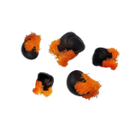 Strelicja – Nasiona