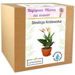 Strelicja Królewska - Dla Mamy