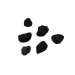 Eukaliptus Popielaty – Nasiona