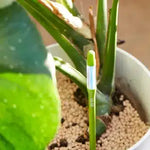 Miernik wilgotności gleby