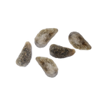 Bawełna Indyjska – Nasiona