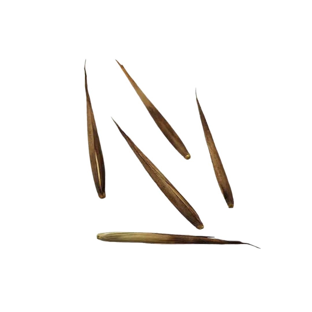 Bambus Mrozoodporny – Nasiona