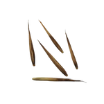 Bambus Mrozoodporny – Nasiona