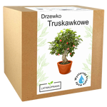 Drzewko Truskawkowe