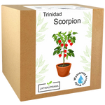 Papryka Trinidad Scorpion