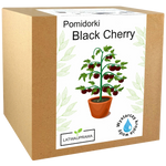 Pomidorki koktajlowe czarne