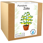 Pomidorki koktajlowe żółte