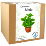 Mięta