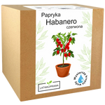 Papryka Habanero Czerwona