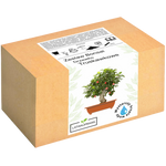 Drzewko Truskawkowe Bonsai