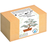 Eukaliptus Właściwy Bonsai