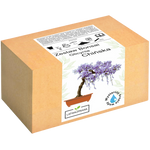 Glicynia Chińska Bonsai