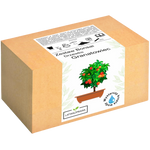 Granatowiec Właściwy Bonsai