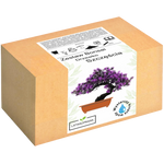 Drzewko Szczęścia - Zestaw Bonsai