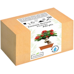 Płomień Afryki Bonsai