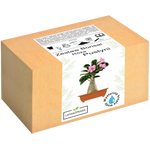 Róża Pustyni Bonsai