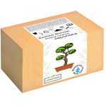 Sosna Japońska Bonsai