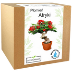 Płomień Afryki
