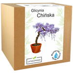 Glicynia Chińska