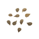 Pomidor Żółty – Nasiona