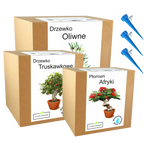 Mix zestawów do uprawy drzewa ozdobne afryki kwiat