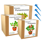 Mix zestawów do uprawy drzewka owocowe rośliny