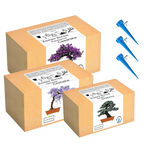 Mix zestawów do uprawy drzewko bonsai szczęścia