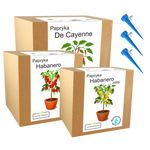 Mix zestawów do uprawy świeże ostre papryki chili