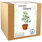 Drzewko Oliwne