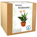 Strelicja Królewska