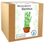 Zestaw do uprawy mrozoodpornego bambusa w pudełku, idealny dla miłośników egzotycznych roślin i ogrodów