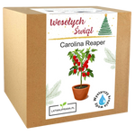 Papryka Carolina Reaper - Święta