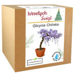 Glicynia Chińska Święta