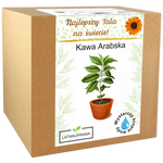 Zestaw do uprawy Kawy Arabskiej – idealny prezent dla najlepszego taty.
