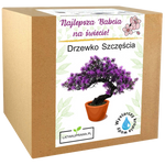 Zestaw do uprawy drzewka szczęścia – piękny prezent dla najlepszej babci.