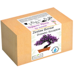 Zestaw do uprawy Bonsai – Drzewko Szczęścia w pudełku z napisem „Najlepsza Mama na świecie”, idealny prezent dla mamy.