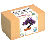 Drzewko Szczęścia - Zestaw Bonsai Święta