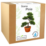 Sosna Pinia