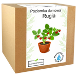 Poziomka